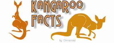 Kamgaroo facts - by Chinaroad