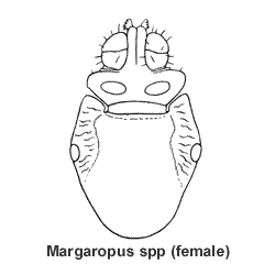 source: Cooley RA (1938, 1946) and Cooley and Kohls (1944a, 1944b, 1945) 