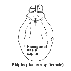 source: Cooley RA (1938, 1946) and Cooley and Kohls (1944a, 1944b, 1945) 