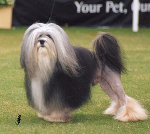 Solo on a very windy and wet day after taking Best if Breed at Sydney Royal 2005